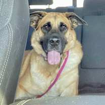 Thumbnail photo of Morgan #3