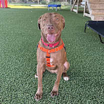 Thumbnail photo of Cannoli #1