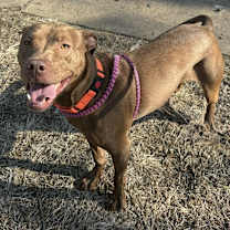 Thumbnail photo of Cannoli #2