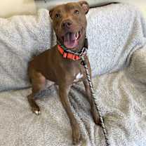 Thumbnail photo of Cannoli #3