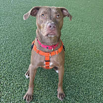 Thumbnail photo of Cannoli #4