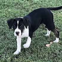 adopt-pet