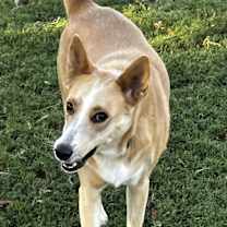 adopt-pet