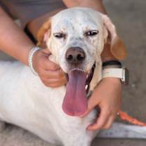 adopt-pet