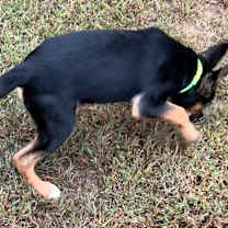 Thumbnail photo of Murray #3