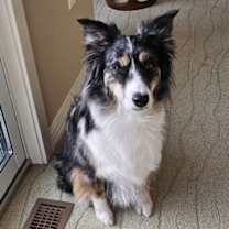 Thumbnail photo of Paprika   in PA! #2