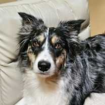 Thumbnail photo of Paprika   in PA! #1