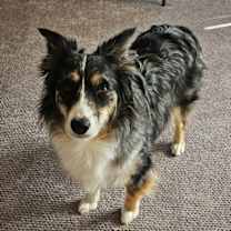 Thumbnail photo of Paprika   in PA! #4