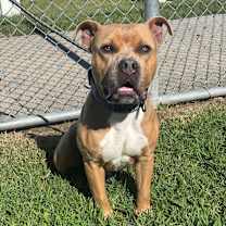 Thumbnail photo of Cheese #2