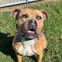 Thumbnail photo of Cheese #3