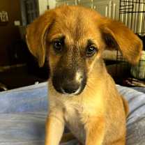 adopt-pet