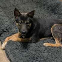 Thumbnail photo of Tom Tom #1