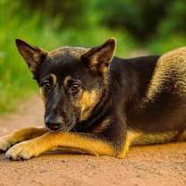 Thumbnail photo of Tom Tom #3