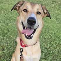 adopt-pet