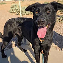 adopt-pet