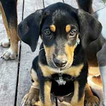 adopt-pet