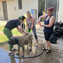 adopt-pet