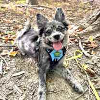 Thumbnail photo of Bluebelle #3