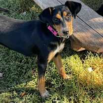 adopt-pet