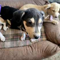 Thumbnail photo of Toph #3