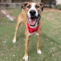 Thumbnail photo of Pickles #3