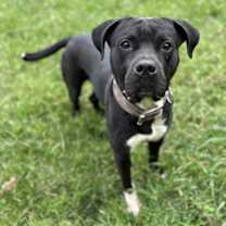 Thumbnail photo of 182538 Pork Roll #2