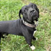 Thumbnail photo of 182538 Pork Roll #3