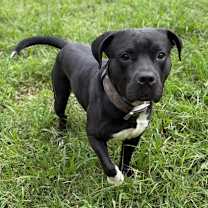 Thumbnail photo of 182538 Pork Roll #4