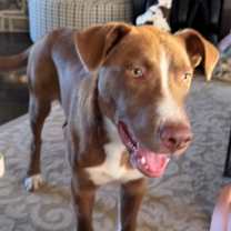 Thumbnail photo of Kodi #2