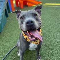 adopt-pet