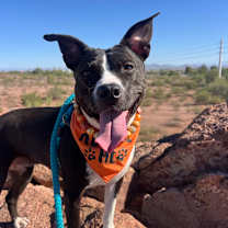 adopt-pet