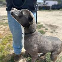 Thumbnail photo of BRUCE #1