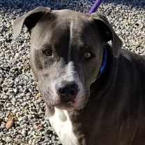 Thumbnail photo of BRUCE #2