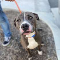 Thumbnail photo of BRUCE #3