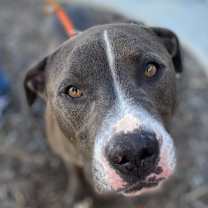 Thumbnail photo of BRUCE #4