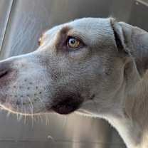 adopt-pet