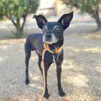 adopt-pet