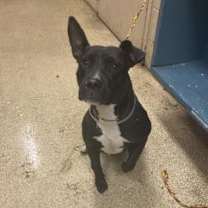 Thumbnail photo of Maggie #3