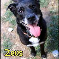 Thumbnail photo of Zeus #1