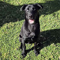 adopt-pet