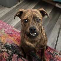 Thumbnail photo of Rosie #1