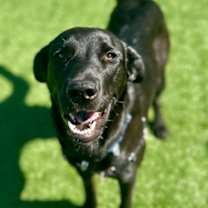 adopt-pet