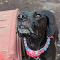 Thumbnail photo of Merrick #4