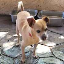 Thumbnail photo of BRUISER #2