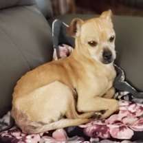 Thumbnail photo of BRUISER #4