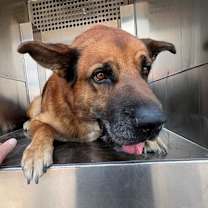 adopt-pet