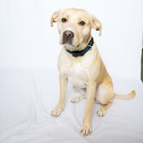 Thumbnail photo of Buddy The Lab #1