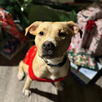 Thumbnail photo of Buddy The Lab #2