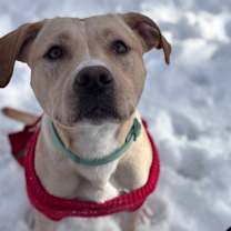 Thumbnail photo of Buddy The Lab #3