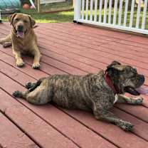 Thumbnail photo of Buddy #3